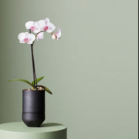 IVY MUSE PLANTER MEDIUM